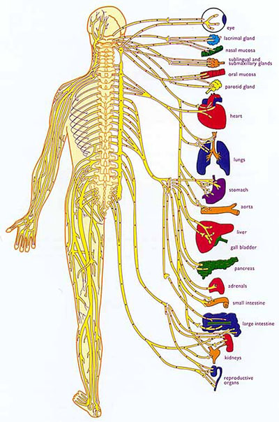 llustration of the nervous system showing how nerves travel from the brain and spine throughout the body, demonstrating how tension, dysfunction, or pain in one area can influence symptoms elsewhere.